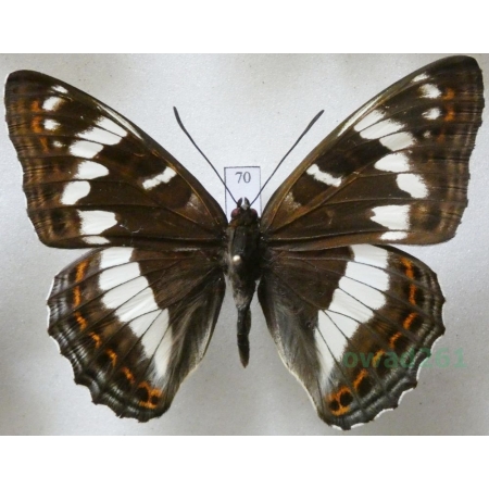 Limenitis populi (Linnaeus, 1758) male Pokłonnik osinowiec Czech70